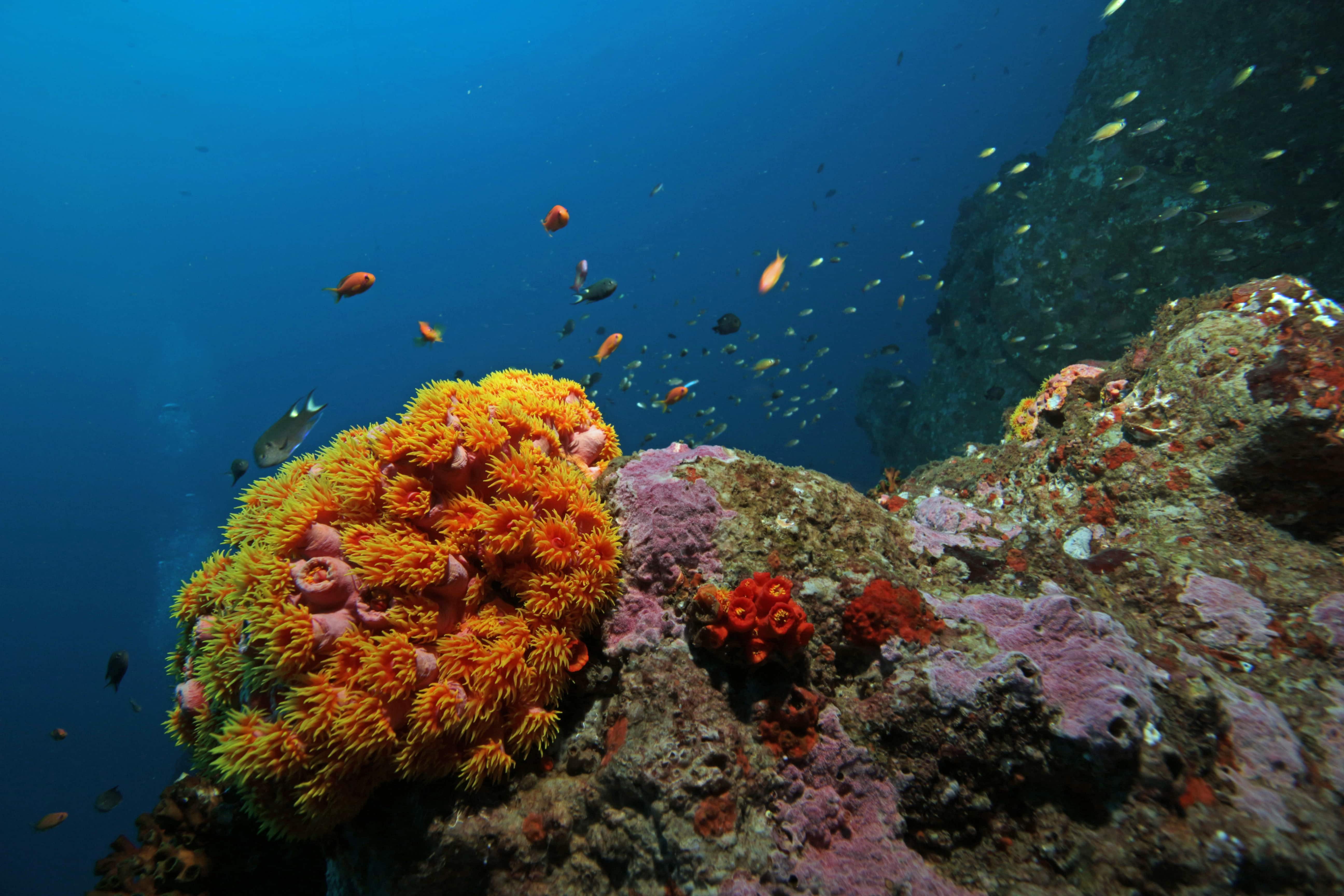 wonder of indain ocean