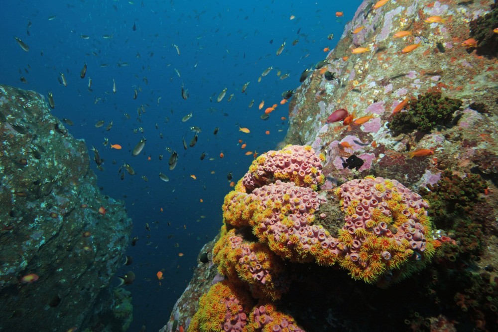 Diving_in_trincomalee