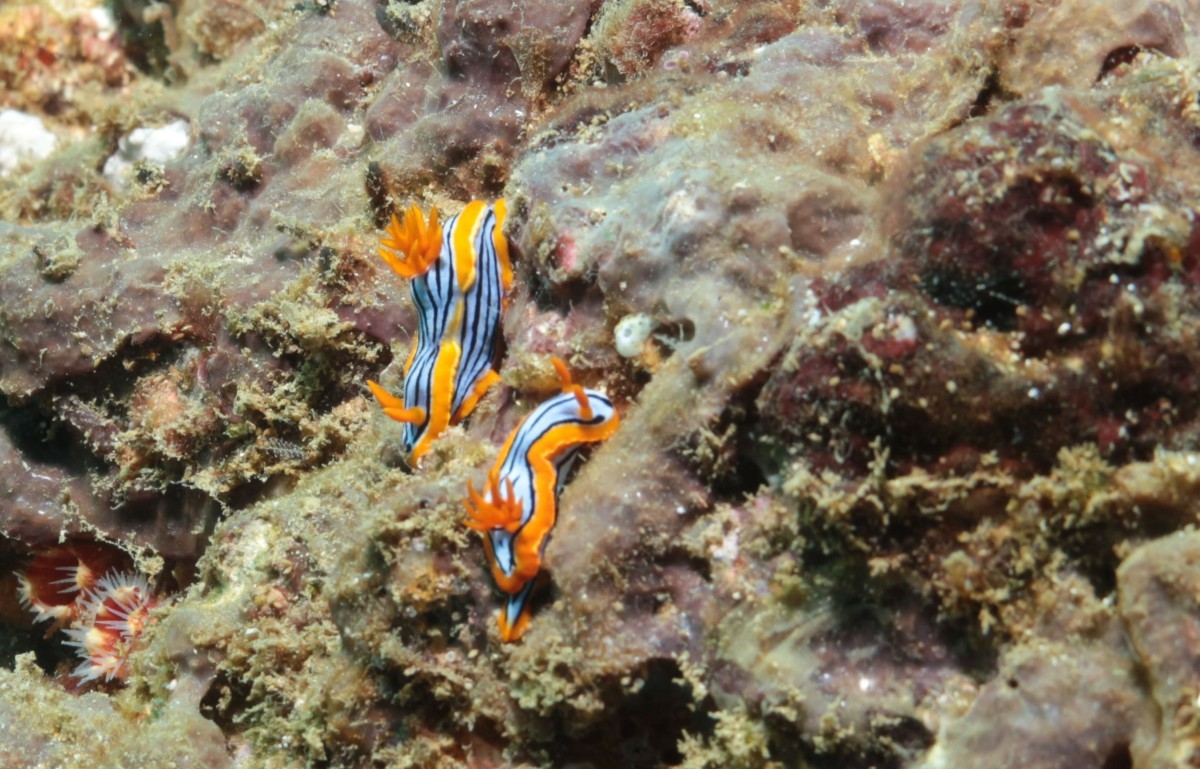 Why Scuba Diving in Hikkaduwa Why Scuba Diving in Hikkaduwa ?