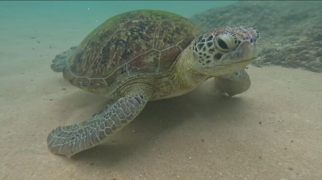 07_HOW TO BE A RESPONSIBLE OCEAN EXPLORER OCEAN EXPLORER