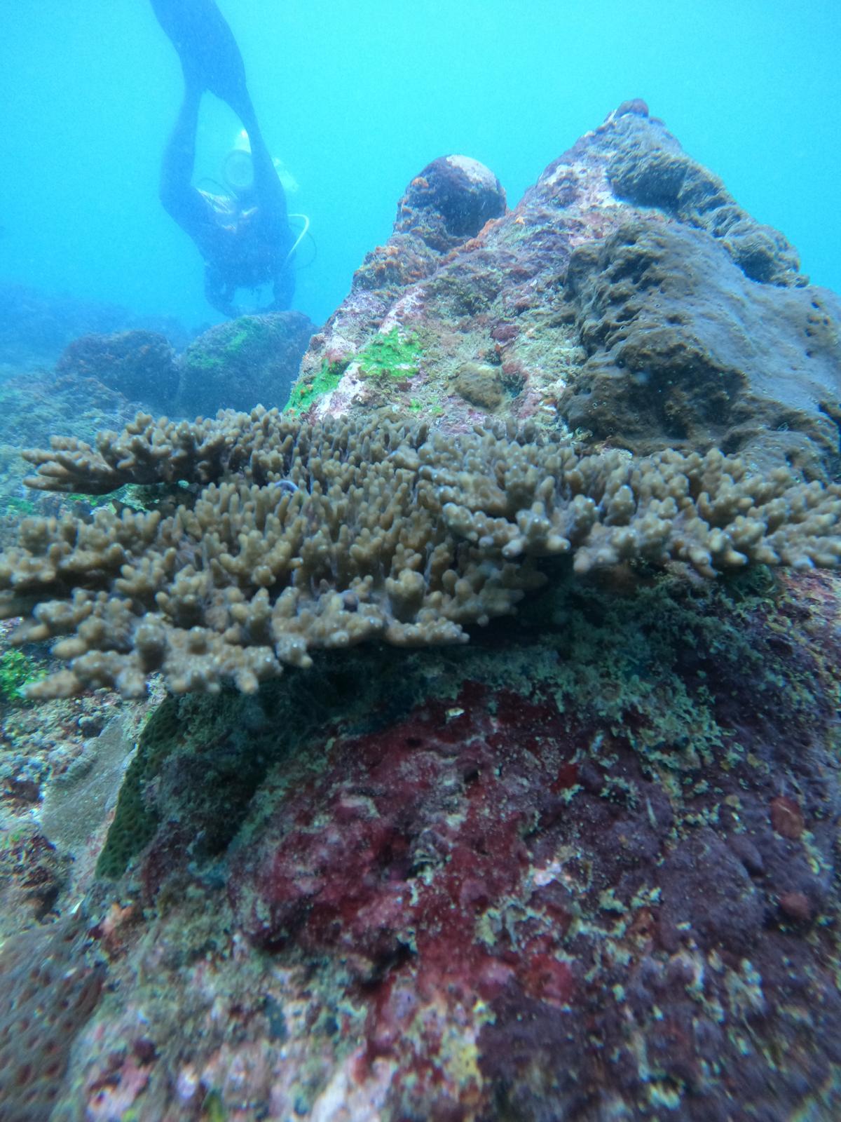 08_SNORKELING VS SCUBA DIVING
