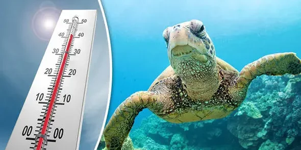 Climate Change Is Affecting Sri Lankan Marine Life