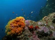 Our Reef Conservation Projects in Sri Lanka