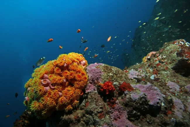 Our Reef Conservation Projects in Sri Lanka