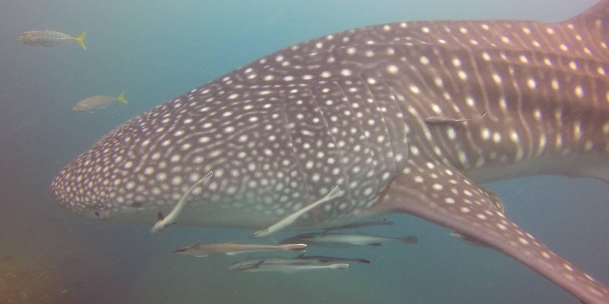 Top Spot for Whale and Dolphin Lovers