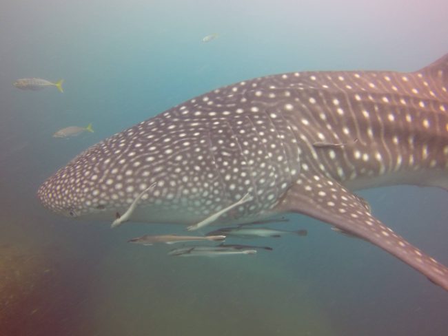 10. whale Top Spot for Whale and Dolphin Lovers