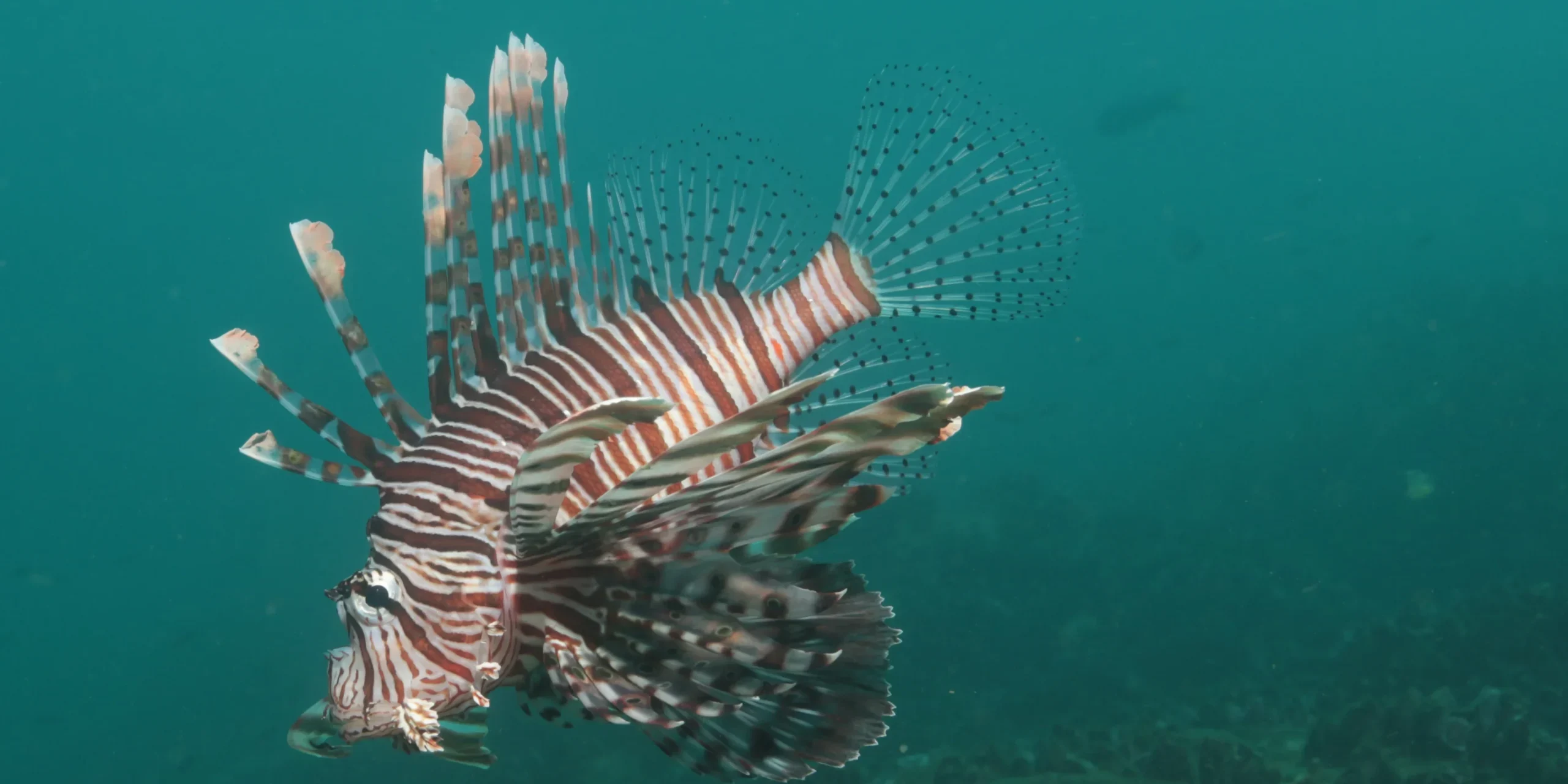 15.srilanka destination picture Perfect Destination for Dive