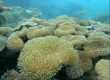 Coral Reefs