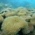 Coral Reefs
