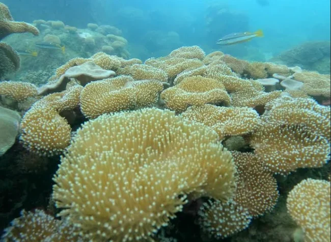 Coral Reefs