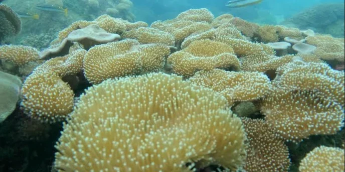Coral Reefs Coral Reefs