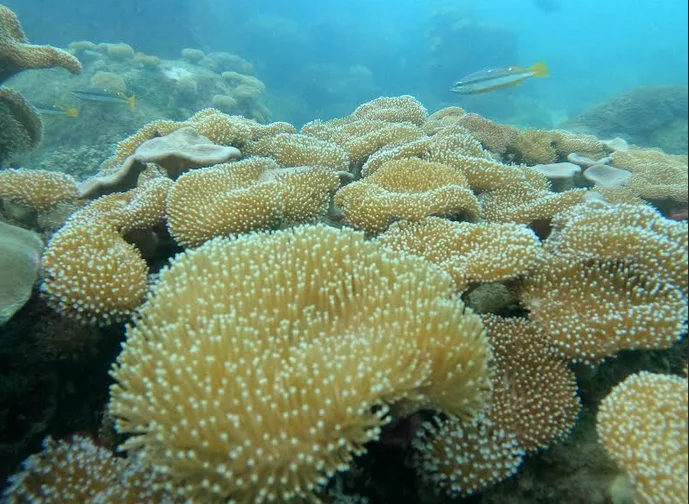 Coral Reefs
