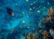 Diving Conditions in Sri Lanka
