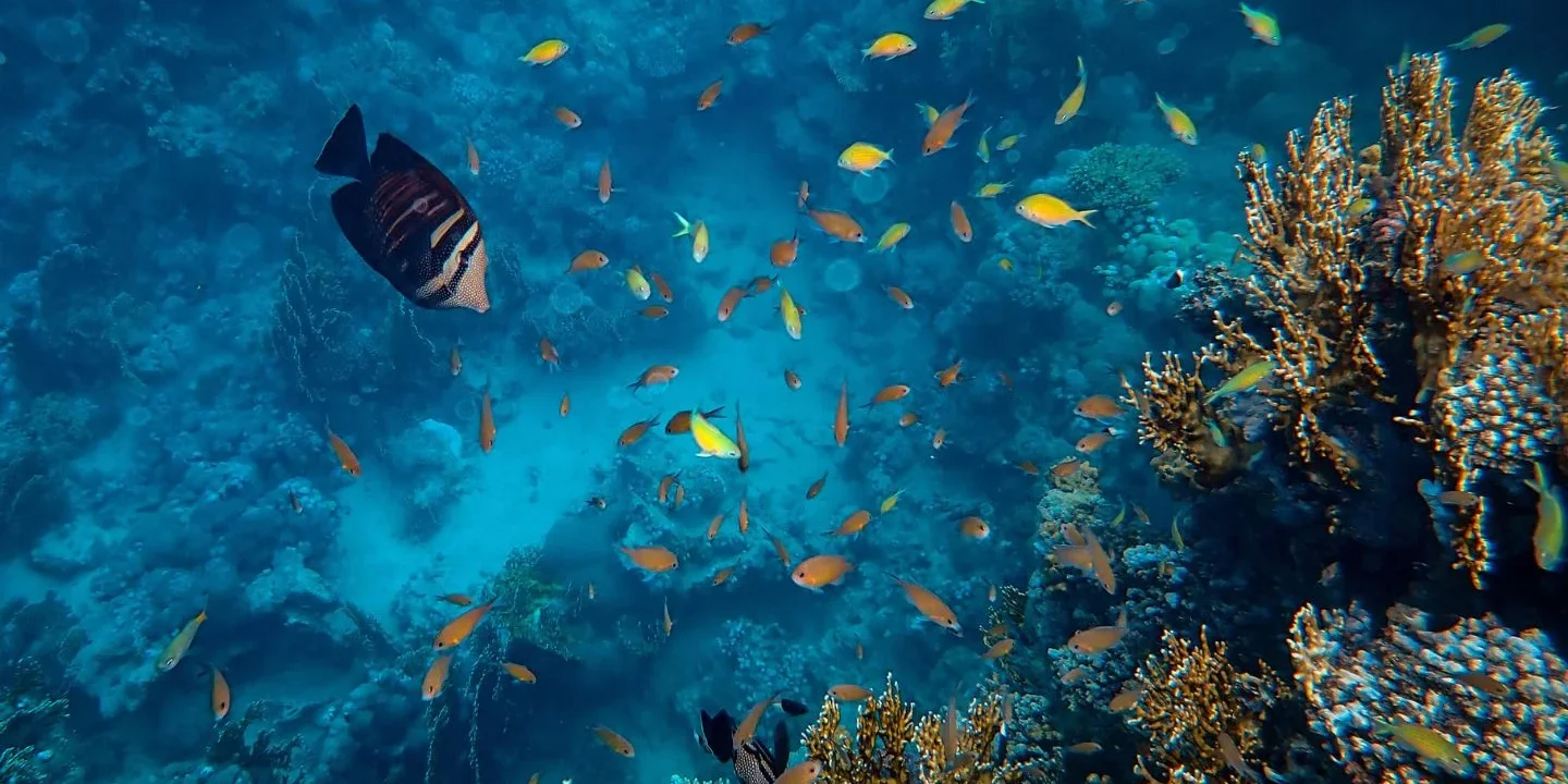 Diving Conditions in Sri Lanka