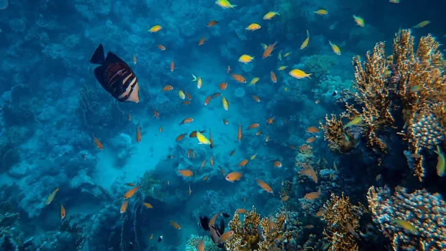 Diving Conditions in Sri Lanka