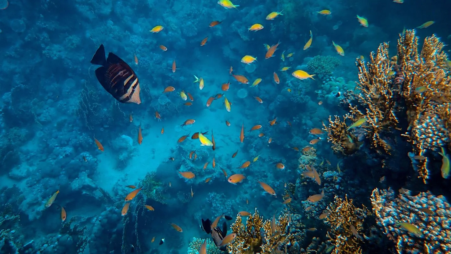 Diving Conditions in Sri Lanka