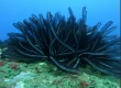 Never Touch Coral