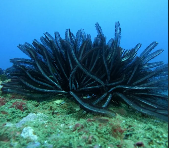 Never Touch Coral