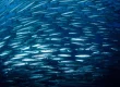 Fish Schooling