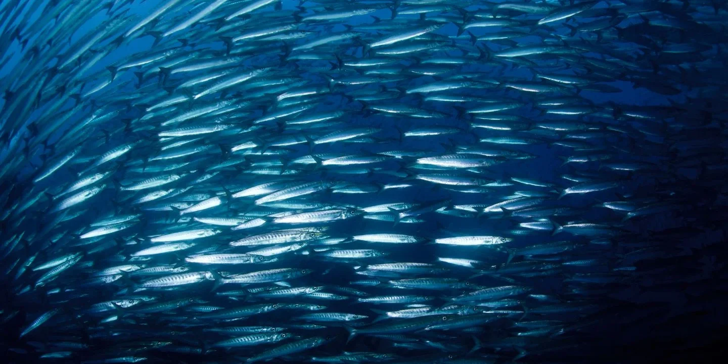 Fish Schooling