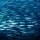 Fish Schooling