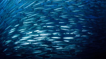 Fish Schooling