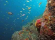 Underwater Landscapes