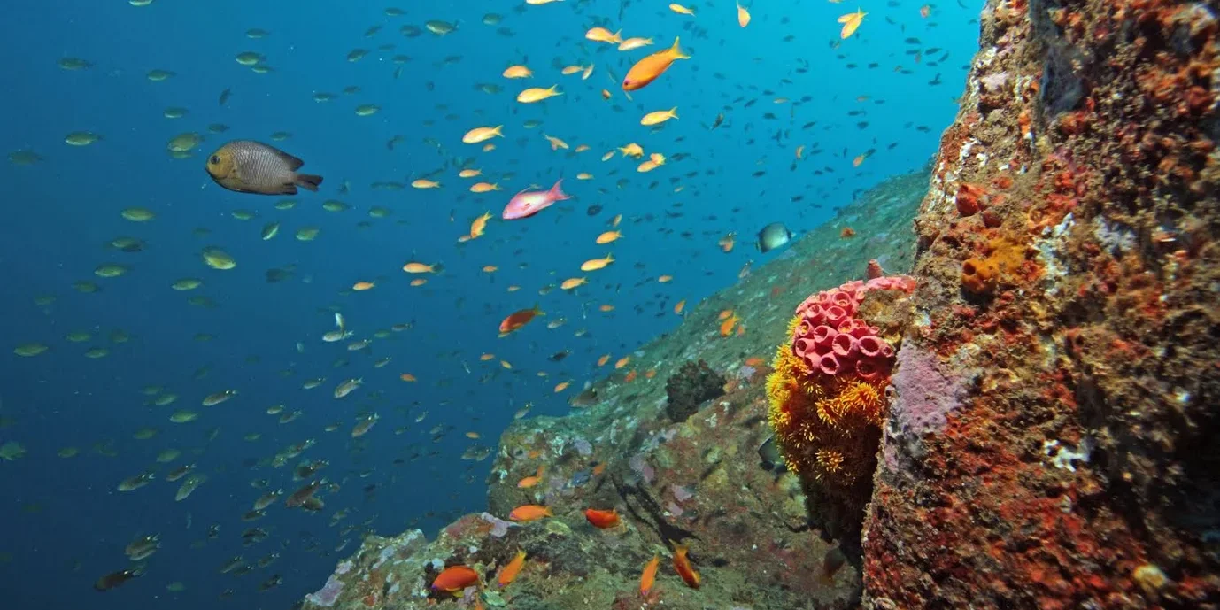 Underwater Landscapes Underwater Landscapes