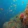 Underwater Landscapes