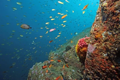 Underwater Landscapes